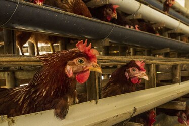 Aviaria, Sars, Mers, H1N1, Covid-19: ecco perché tutte le epidemie più pericolose sono nate negli allevamenti