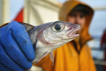 Il pesce vegetale è il futuro, per il mare ma anche per noi