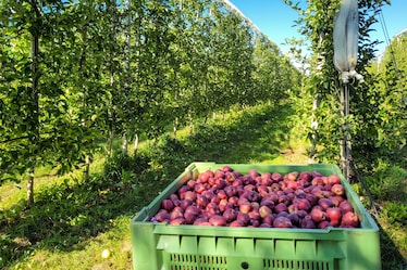 Ecco perché dovresti andare in Val di Non per il raccolto delle mele, almeno una volta nella vita!